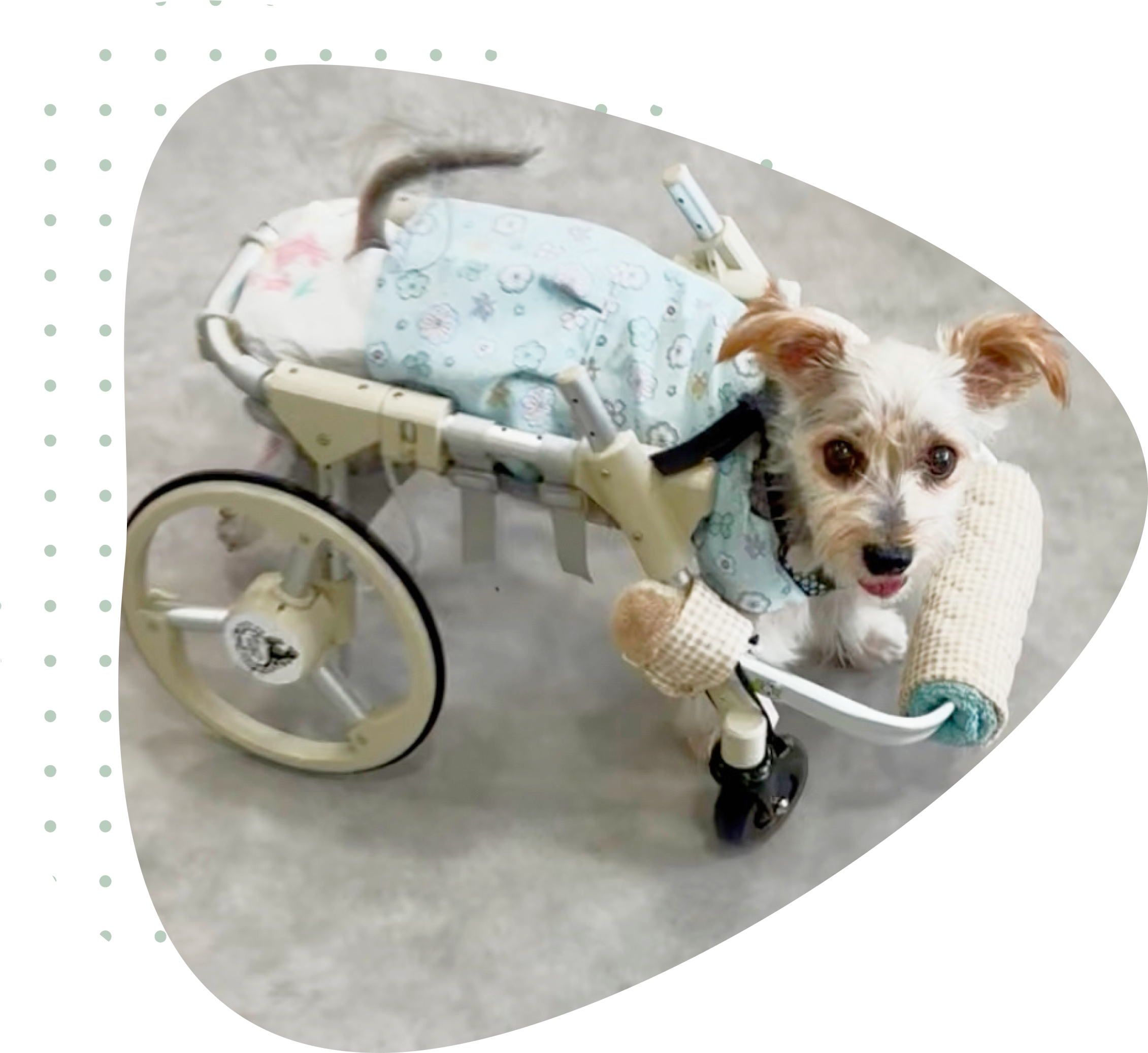 車椅子に乗る犬