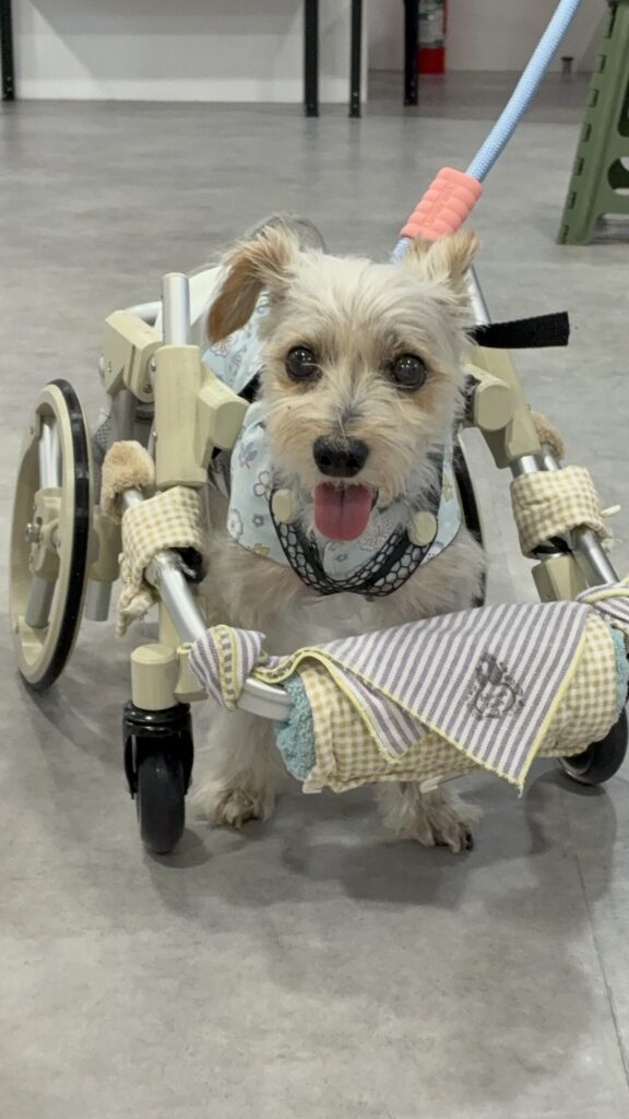 車椅子に乗る犬